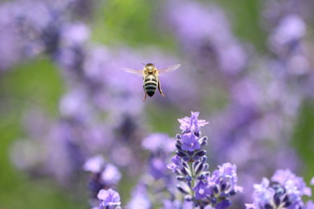 Bild-Nr: 11529758 Fleißiges Bienchen Erstellt von: Heike  Hultsch