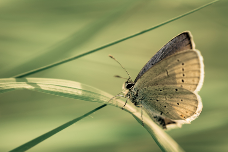 Bild-Nr: 11529808 In der Wiese Erstellt von: Richard-Young