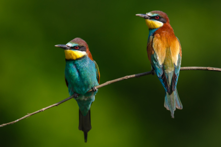 Bild-Nr: 11529948 2 bunte Vögel Erstellt von: Daniela Beyer