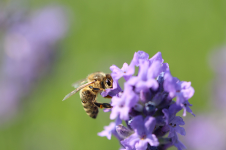 Bild-Nr: 11530392 Biene im Lavendel Erstellt von: Heike  Hultsch