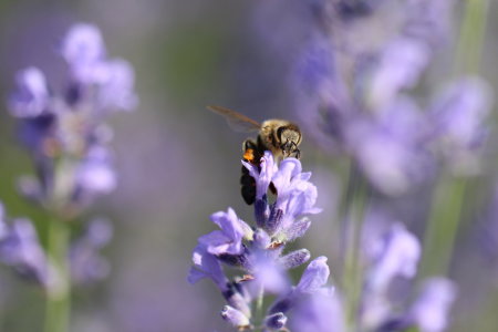 Bild-Nr: 11530394 Lavendelbiene Erstellt von: Heike Hultsch