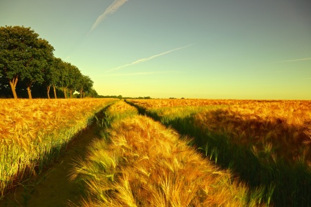 Bild-Nr: 11530396 Morgenlicht im Sommerfeld Erstellt von: Ursula Reins