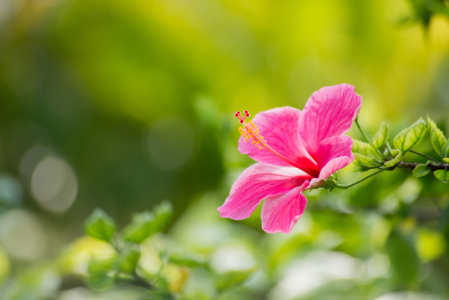 Bild-Nr: 11530550 Hibiskus Erstellt von: hannes cmarits