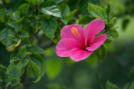 Bild-Nr: 11530556 Hibiskusblüte Erstellt von: hannes cmarits