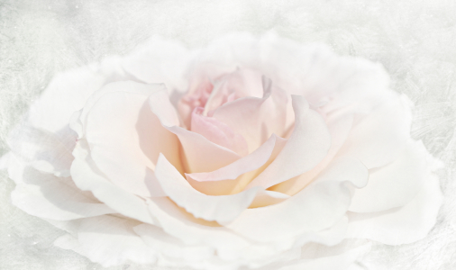 Bild-Nr: 11530628 white rose Erstellt von: Heike  Hultsch