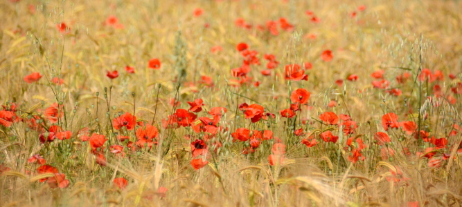 Bild-Nr: 11530712 Mohn-Feld Erstellt von: GUGIGEI