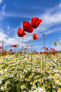 Bild-Nr: 11531436 Red Poppy Erstellt von: Photosynthese