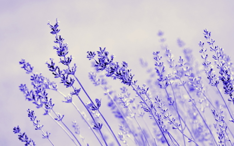 Bild-Nr: 11532814 .. LAVENDEL .. Erstellt von: GUGIGEI