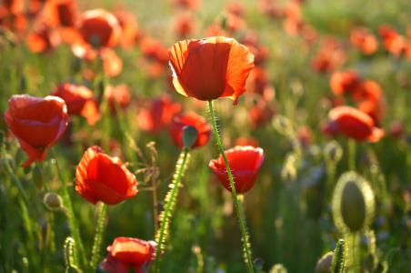 Bild-Nr: 11533784 Mohn am Abend Erstellt von: KlausS