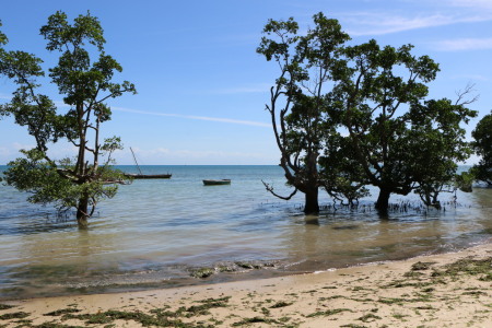 Bild-Nr: 11533990 Sansibar - Strand mit Mangroven und Fischerbooten bei den Mbweni Ruinen Erstellt von: carocita