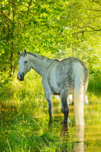 Bild-Nr: 11534160 Schimmel im Wasser Erstellt von: Martina Grebler