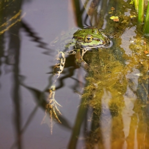 Bild-Nr: 11534382 Relaxing frog Erstellt von: youhaveadream