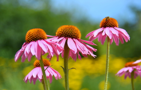 Bild-Nr: 11534678 summerfeeling Erstellt von: GUGIGEI