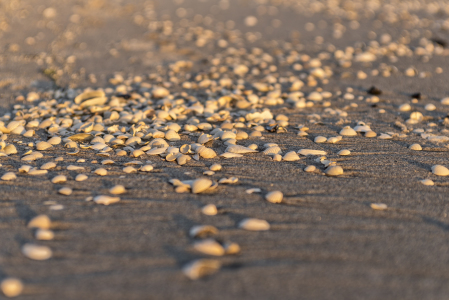 Bild-Nr: 11536096 Muschelmeer  Erstellt von: ReichderNatur