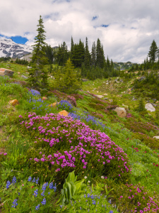 Bild-Nr: 11538444 Mount Rainier Erstellt von: DenisFeiner