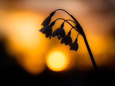 Bild-Nr: 11538858 Sonnenuntergang gerahmt Erstellt von: Lichtklicker