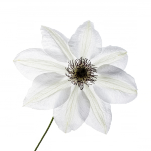 Bild-Nr: 11539084 Clematis Miss Bateman Erstellt von: MarioHoffmann