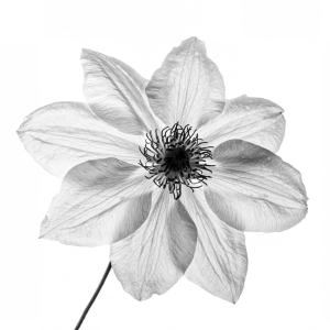 Bild-Nr: 11539088 Clematis Miss Bateman SW Erstellt von: MarioHoffmann
