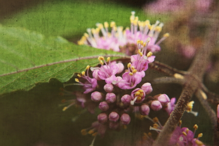 Bild-Nr: 11540192 Blüten der Schönfrucht Erstellt von: Christine Bässler