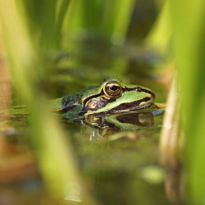 Bild-Nr: 11540840 Frog Erstellt von: youhaveadream