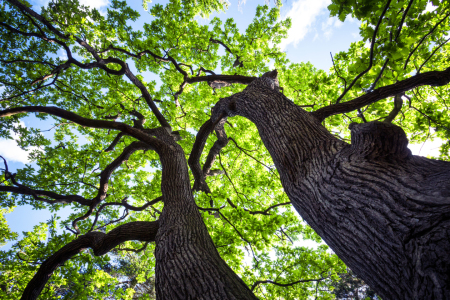 Bild-Nr: 11541614 Stark wie ein Baum Erstellt von: Oliver Henze