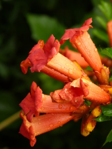 Bild-Nr: 11541754 Campsis radicans Erstellt von: roebri2