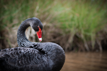 Bild-Nr: 11543252 black swan Erstellt von: Richard-Young