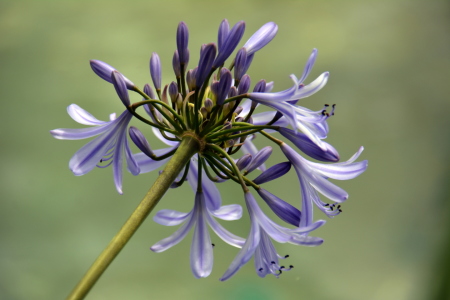 Bild-Nr: 11543702 Agapanthus Erstellt von: GUGIGEI