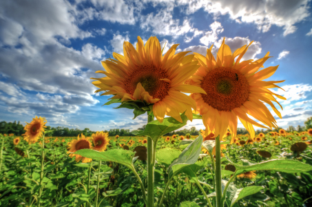 Bild-Nr: 11544194 Sonnenblumen Erstellt von: Steffen Gierok