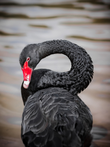 Bild-Nr: 11544336 black swan Erstellt von: Richard-Young