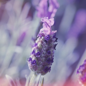 Bild-Nr: 11544570 Lavendel Erstellt von: youhaveadream