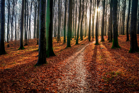 Bild-Nr: 11544722 Wald im Nationalpark Erstellt von: Jens-Gottschalk