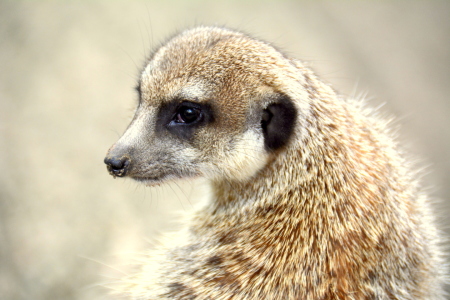 Bild-Nr: 11544836 Erdmännchen Erstellt von: GUGIGEI