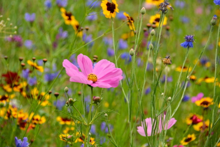 Bild-Nr: 11544872 Sommerblumen Erstellt von: GUGIGEI