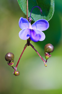 Bild-Nr: 11545108 Clerodendron Erstellt von: falconer59