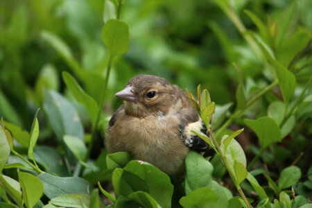 Bild-Nr: 11545510 Vogelbaby in der Hecke Erstellt von: Heike Hultsch