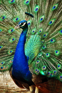 Bild-Nr: 11545570 Der stolze Pfau Erstellt von: Bianca Schumann