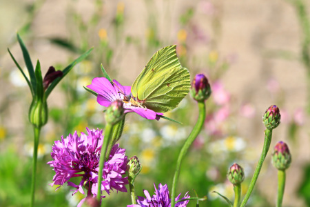 Bild-Nr: 11545834 Blumen und Falter Erstellt von: falconer59