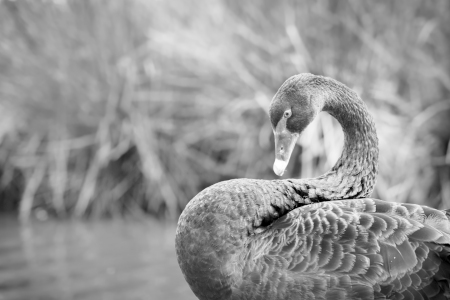 Bild-Nr: 11545952 black swan Erstellt von: Richard-Young