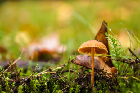 Bild-Nr: 11547366 Natur und Pilze Erstellt von: infoBJ