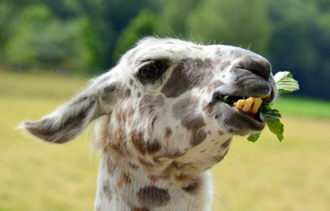 Bild-Nr: 11547428 .. mir schmeckts !! .. Erstellt von: GUGIGEI