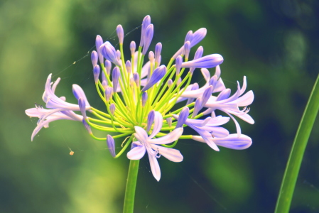 Bild-Nr: 11547686 Agapanthus Erstellt von: GUGIGEI