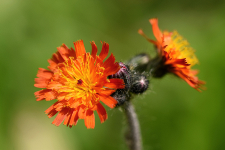 Bild-Nr: 11547690 Makroaufnahme Erstellt von: uwejaeger