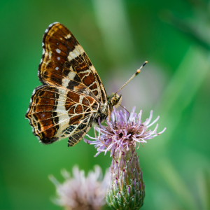 Bild-Nr: 11548492 Landkärtchen Araschnia levan Erstellt von: Richard-Young