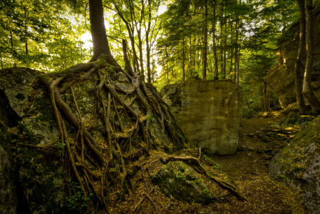 Bild-Nr: 11549316 tough tree Erstellt von: lukashilzensauer