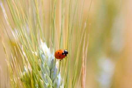 Bild-Nr: 11549384 Flotter Käfer Erstellt von: GUGIGEI