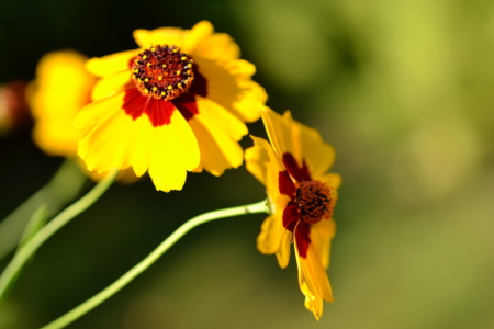 Bild-Nr: 11550800 summer flowers - marigold Erstellt von: Bauduin Ute