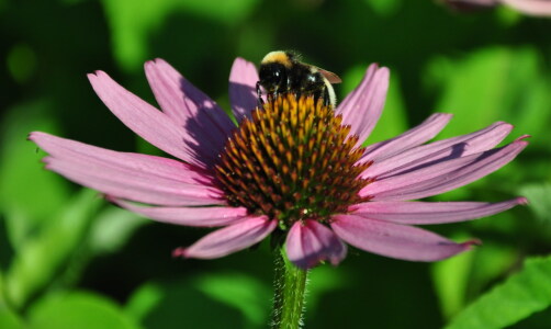 Bild-Nr: 11550930 Echinacea Erstellt von: Ikigai