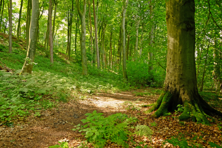 Bild-Nr: 11551060 Der Laubwald als Sauerstofflunge Erstellt von: Ostfriese