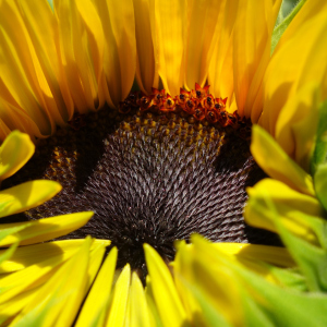 Bild-Nr: 11551080 Sonnenblume Erstellt von: LiaF